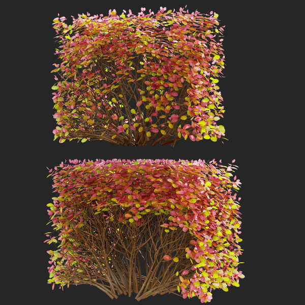 Spiraea betulifolia autumn