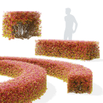 Spiraea betulifolia autumn