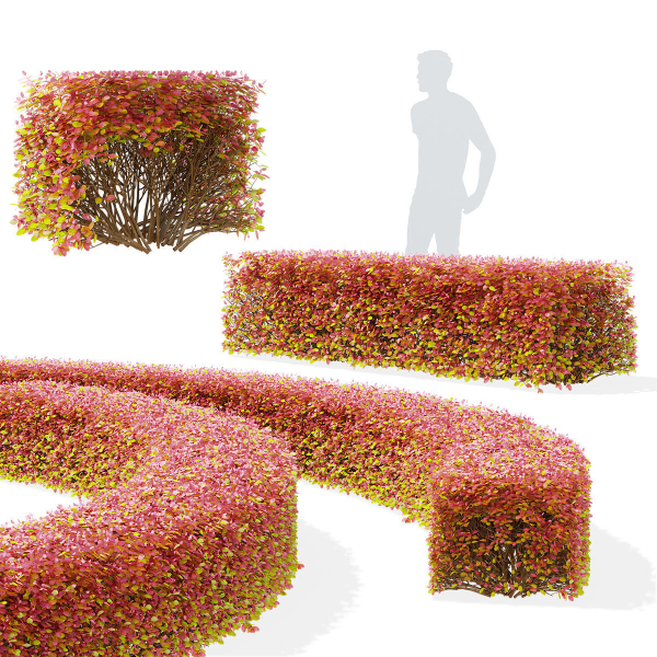 Spiraea betulifolia autumn