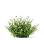 Spiraea japonica Little Princess