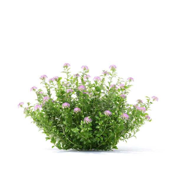 Spiraea japonica Little Princess