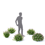 Spiraea japonica Little Princess