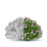 Spiraea japonica Little Princess