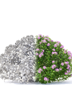 spiraea-japonica-little-princess-3d-model-2780777a10