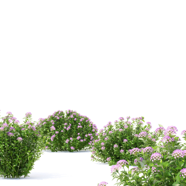 Spiraea japonica Little Princess