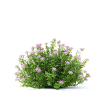 Spiraea japonica Little Princess