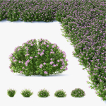 Spiraea japonica Little Princess