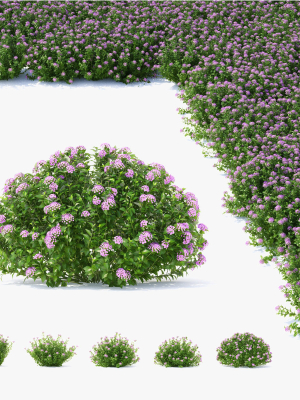 Spiraea japonica Little Princess