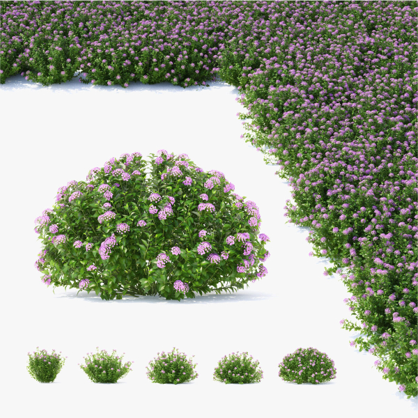 Spiraea japonica Little Princess
