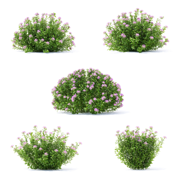 Spiraea japonica Little Princess