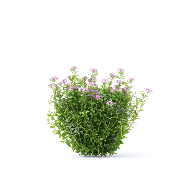 Spiraea japonica Little Princess