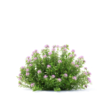 Spiraea japonica Little Princess