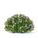 Spiraea japonica Little Princess