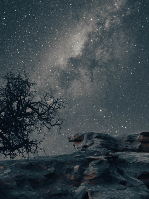 Spooky tree with pbr textures