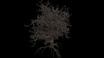 Spooky tree with pbr textures