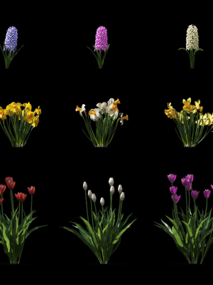 spring-flowers-vol-1-3d-model-max-fbx-mat