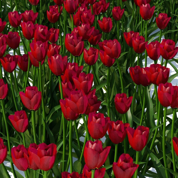 Spring flowers vol 1