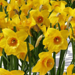 Spring flowers vol 1