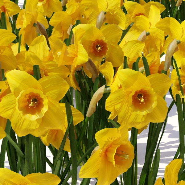 Spring flowers vol 1