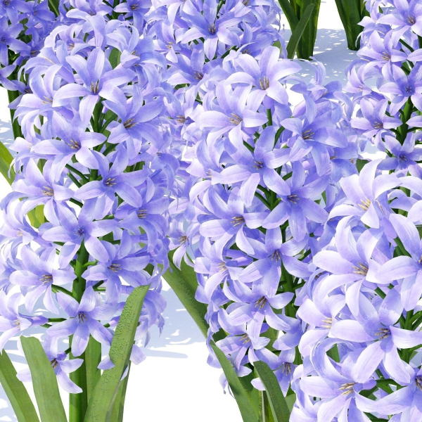 Spring flowers vol 1