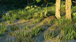 Spring Forest