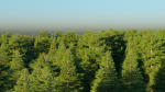 Spring Forest