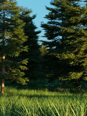 Spring Forest