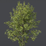 spring trees 03