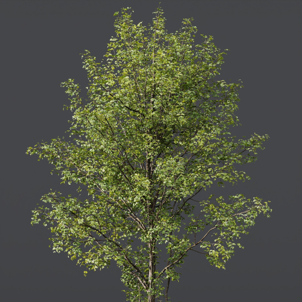 spring trees 03