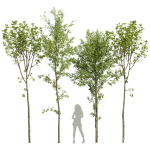 spring trees 03