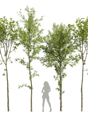 spring trees 03