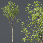spring trees 03