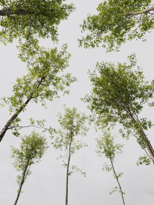 spring-trees-03-3d-model-c05b3abb29