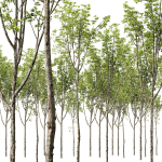 spring trees 03