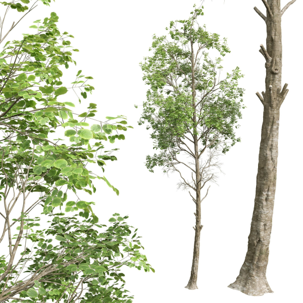 spring trees 2