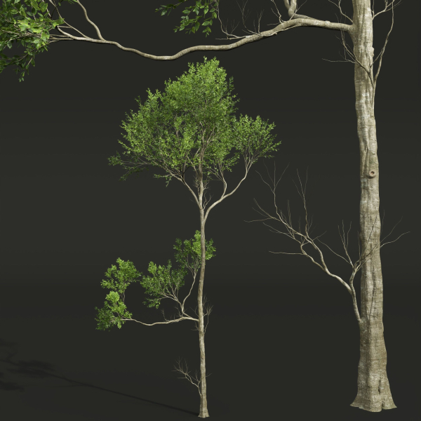 spring trees 2