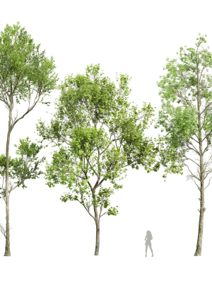 spring trees 2