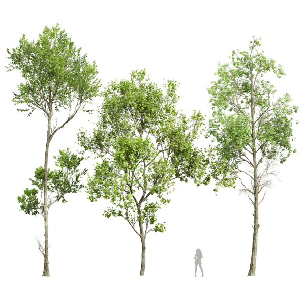 spring trees 2