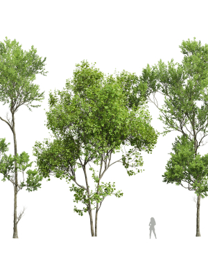 spring trees