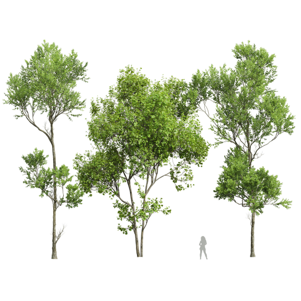spring trees