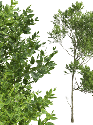 spring-trees-3d-model-5e3e1bfed2