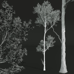 spring trees