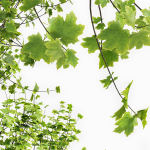 spring trees