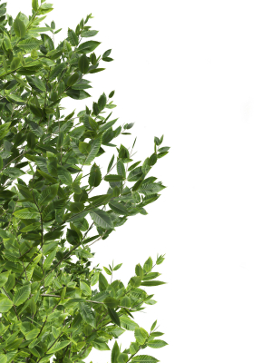spring-trees-acer-saccharinum-and-fagus-grandifolia-3d-model-42b3171c4d