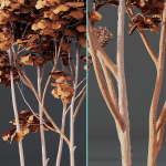 spring trees Ash Maple and Acer Pseudoplatanus