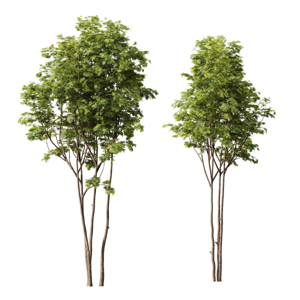 spring trees Ash Maple and Acer Pseudoplatanus