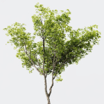 spring trees Ash Maple and Acer Pseudoplatanus