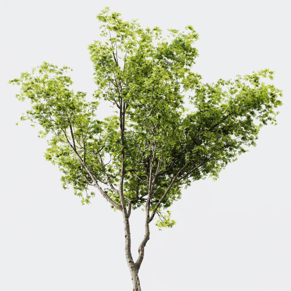spring trees Ash Maple and Acer Pseudoplatanus