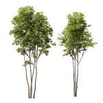 spring trees Ash Maple and Acer Pseudoplatanus