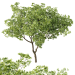 spring trees Ash Maple and Acer Pseudoplatanus